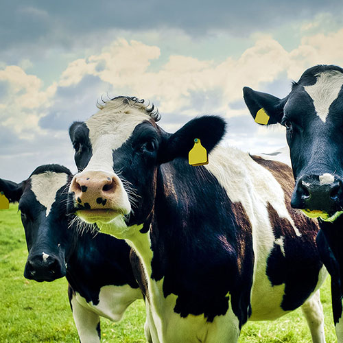 Büyükbaş Kurban Hisse